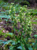 Epipactis greuteri